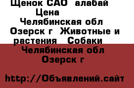 Щенок САО (алабай) › Цена ­ 8 000 - Челябинская обл., Озерск г. Животные и растения » Собаки   . Челябинская обл.,Озерск г.